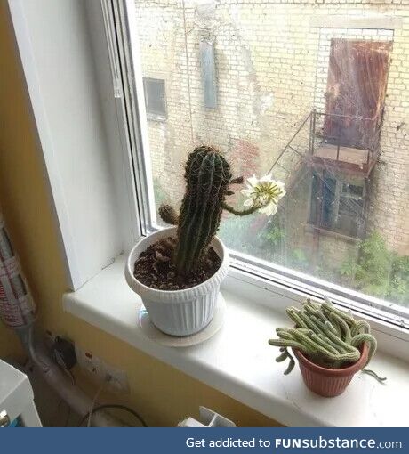 Cactus senses that the window is dirty
