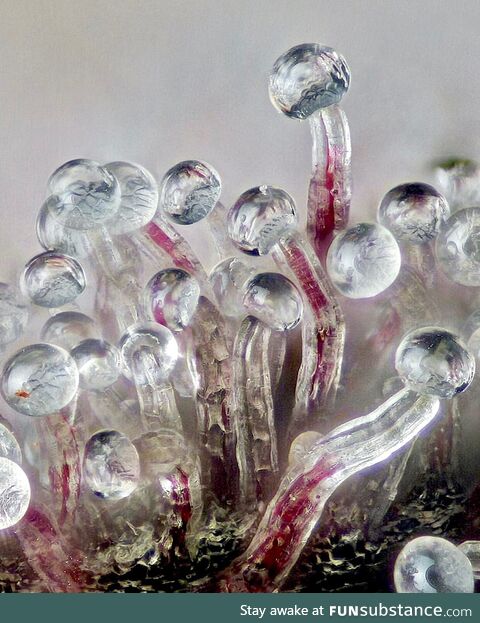 Team Trichomes for the win