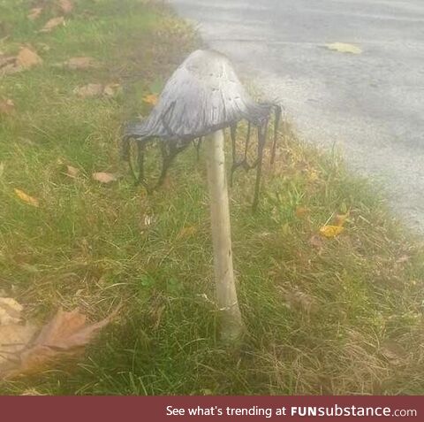 [OC] Cool Mushroom: South Royalton VT circa 2014