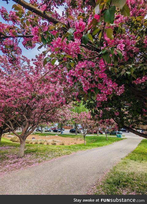 Cherry blossom season!