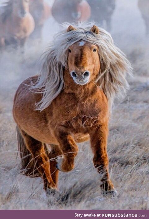 Animals with better hair than you