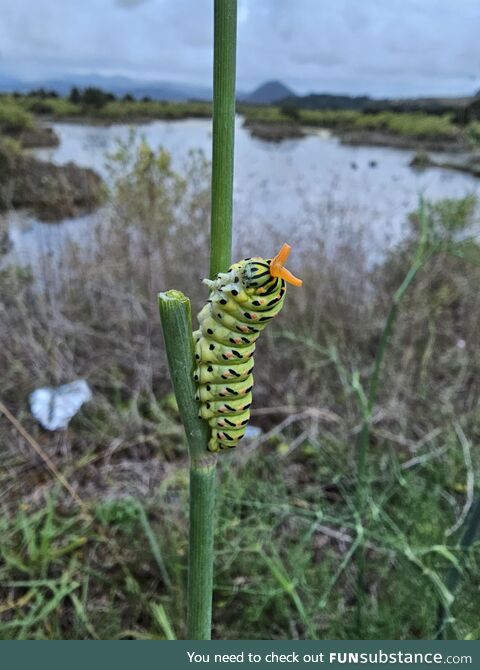 The threat display of the Old World Swallowtail's caterpillar  Cantabria, Spain