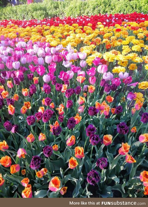 Tulips in full bloom