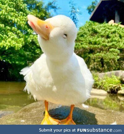 Happy duck!