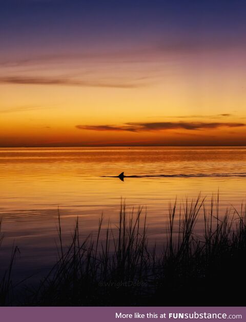 A dolphin swims near the shoreline during sunset at the St Marks National Wildlife Refuge