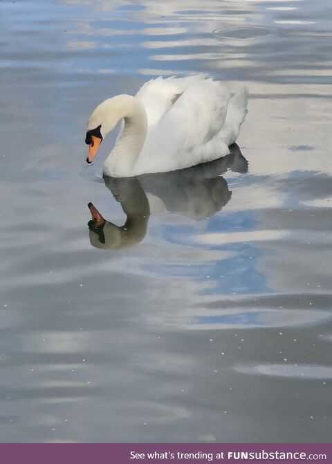 A Swan and his reflection [OC]
