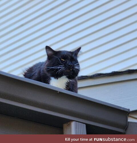 I thought I had a cool picture of my cat at full yawn. I got this instead. [OC]