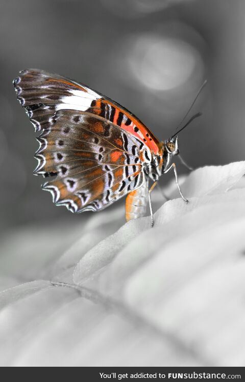 Desaturated butterfly!!