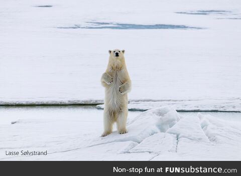I work at an Arctic weather station, and we had a visit from a curious polarbear cub the