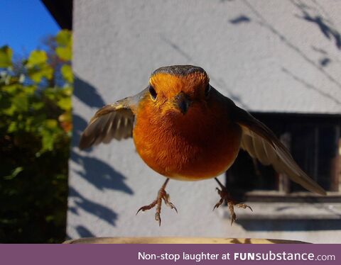 [OC] A superhero European Robin!