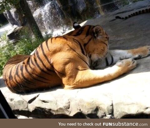 The muscles of a fully grown male tiger