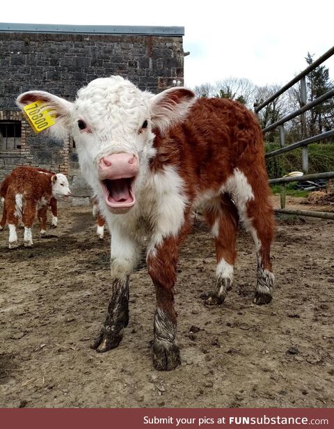 Ever seen a calf yawn?