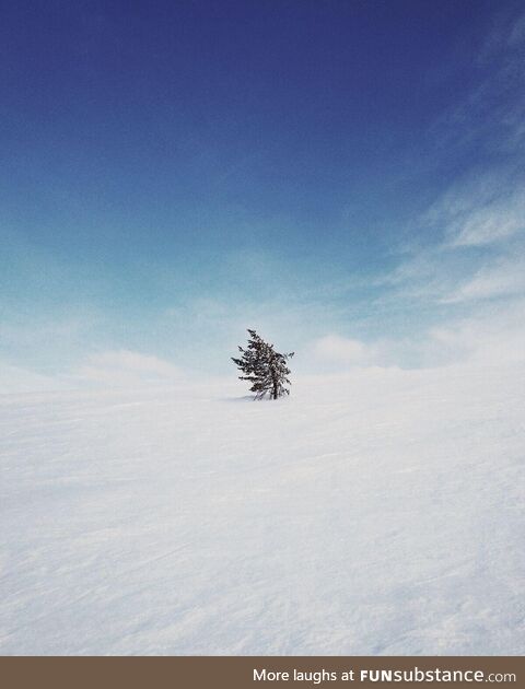 A lonely tree in Lapland