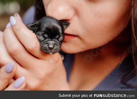 Tiny cute puppy