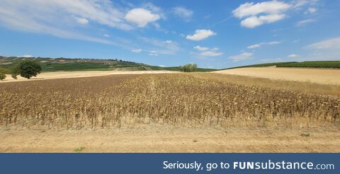 [OC] Dried up sunflowers during the big European drought