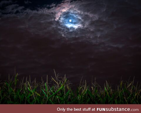 Last Night's Harvest Moon in the Corn Fields