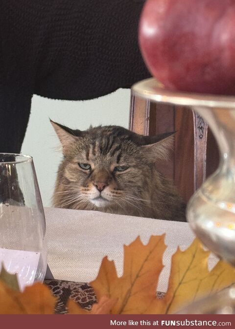 My aunts old cat popping up at the Thanksgiving table
