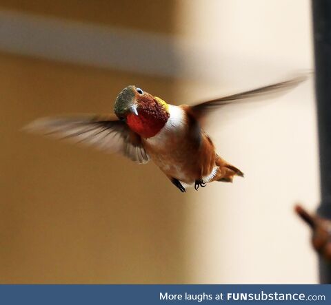 This hummingbird caught me taking his photo