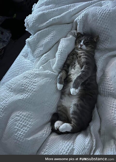 This is my cat Linguine and he is a chonk