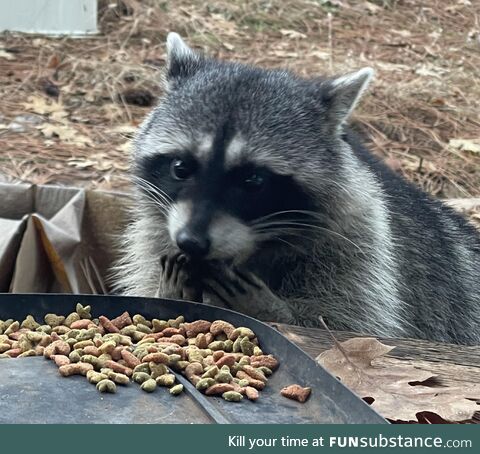 Weird looking cat…