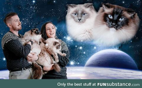 Took a photo with the cats we've been watching