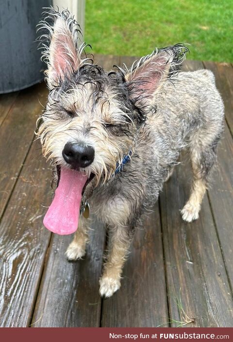 A very happy, tired, wet dog