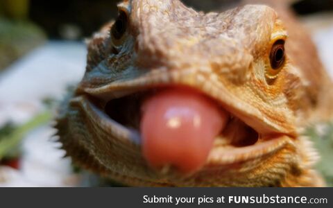 My bearded dragon trying to lick my phone