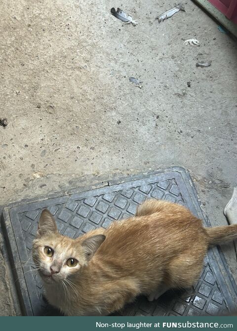 Found a cat outside of my house