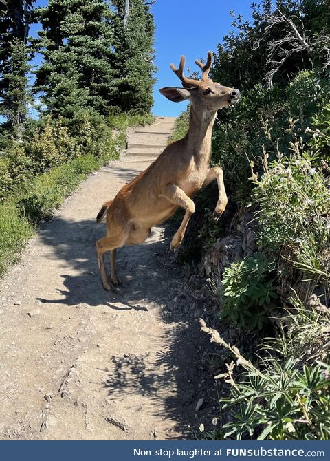 This deer jumped in front of us while hiking in Olympic National Park