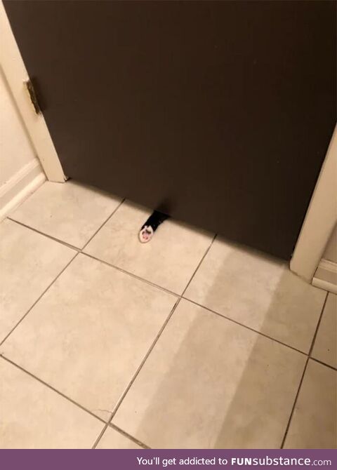 For cat owners this is a typical bathroom stall