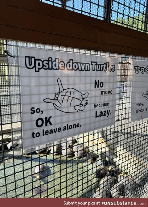 Upside down turtles
