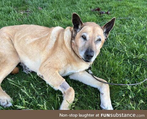 (OC) Me dog high as a kite after surgery