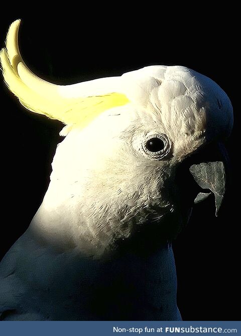 Sulphur-crested c*ckatoo