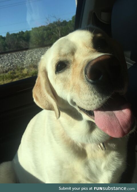 Had to say goodbye to my girl Layla. We lost her 16 hrs ago and our home is forever