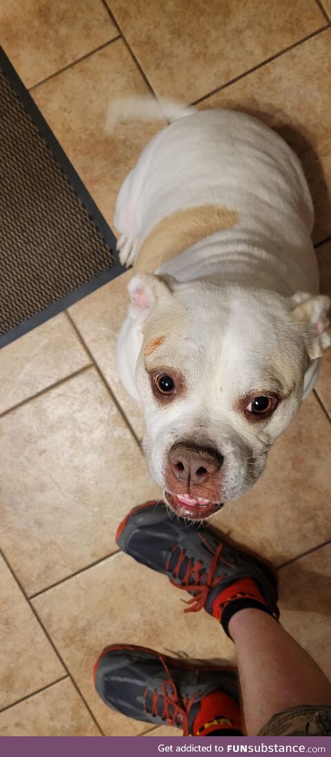 My wife called in a panic because the dog had hurt herself and was bleeding. I rushed