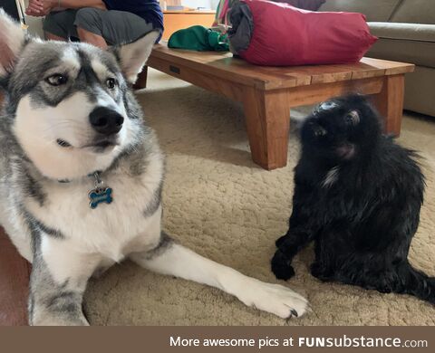 Picture of my cat and dog