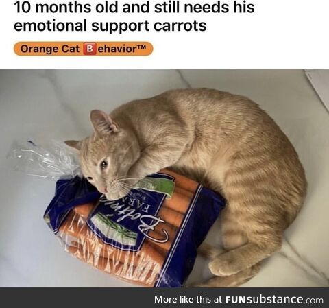 Dazzled fearless wakeful