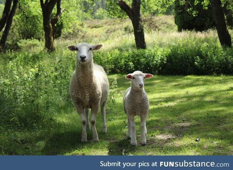 A mother sheep and it's lamb [OC]