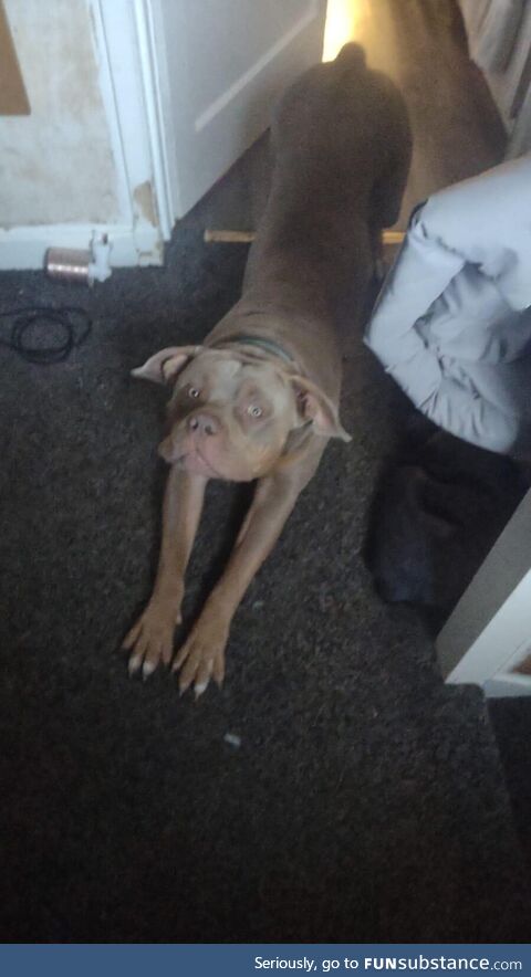 Just my dog ha I g his morning stretches shot on my potato 4000