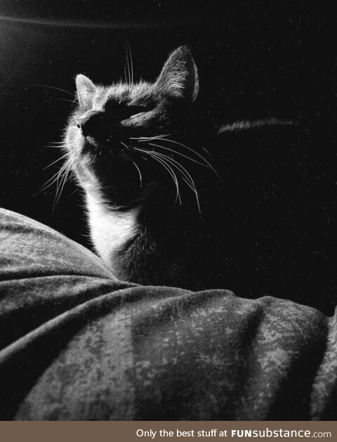 My Cat thinking she’s an Album Cover Model