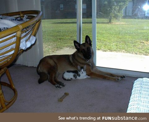 Dogs and cats living together, mass hysteria!