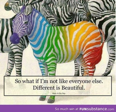 Colorful Zebra