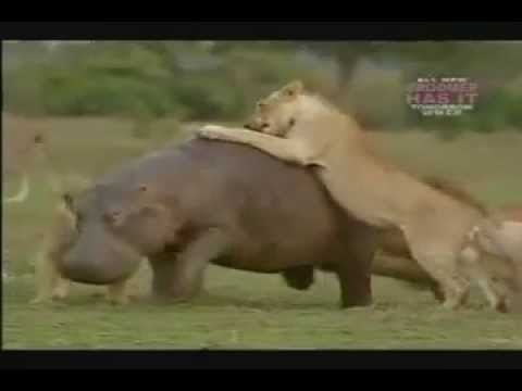 hippo destroys lion pride