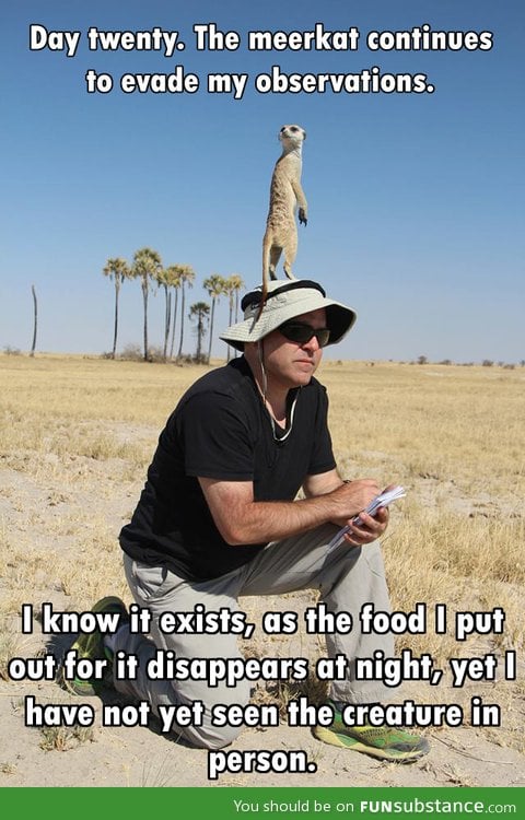 That elusive meerkat!