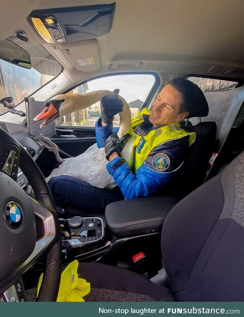 Swiss Police saving a swan that was on the highway