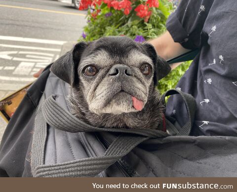 This dog is named Wesley…