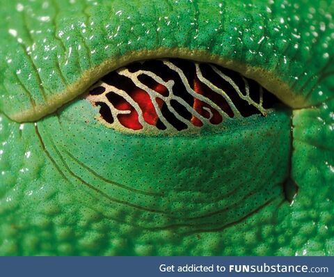 The eye of a tree frog