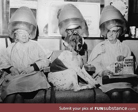 A dog with its fur set in curlers at a hairdressing salon