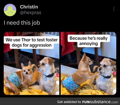 Despairing lobster pressurized