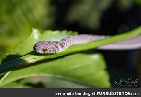 Rhombic Egg-Eater (Dasypeltis scabra), harmless